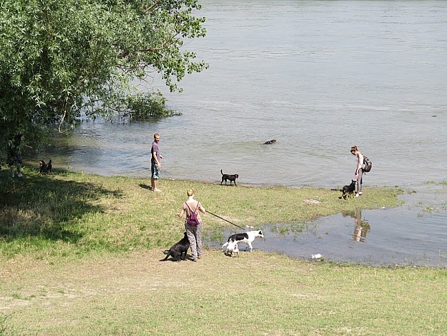 Nizak vodostaj Dunava omogućio formiranje spruda; „Vode Vojvodine“ počinju čišćenje Dunavca