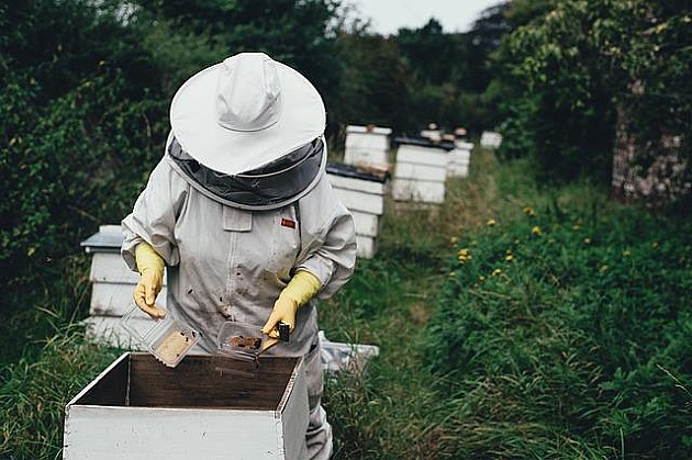 Upozorenje pčelarima u Novom Sadu, Beočinu i Sremskim Karlovcima da zatvore ili premeste košnice