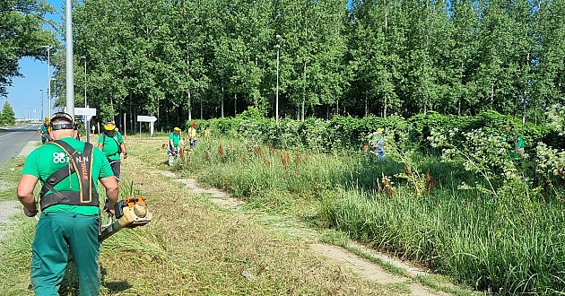 Radnici JKP „Gradsko zelenilo“ uklanjaju ambroziju na prilazima Novom Sadu