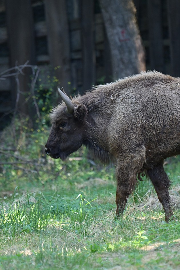 Bizon Tajfun i bizonka Tatrenka stigli na Frušku goru