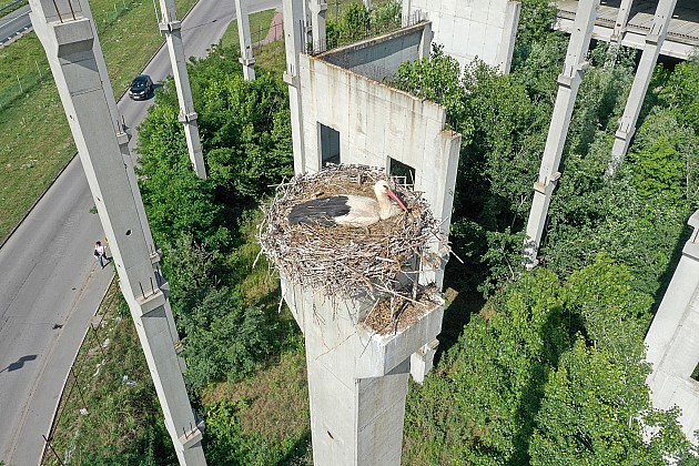 Skoro 50 gnezda belih roda na nedovršenom kompleksu na Klisi