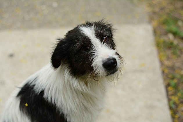 Bez kazne za ubice omiljenog novosadskog psa Stena  
