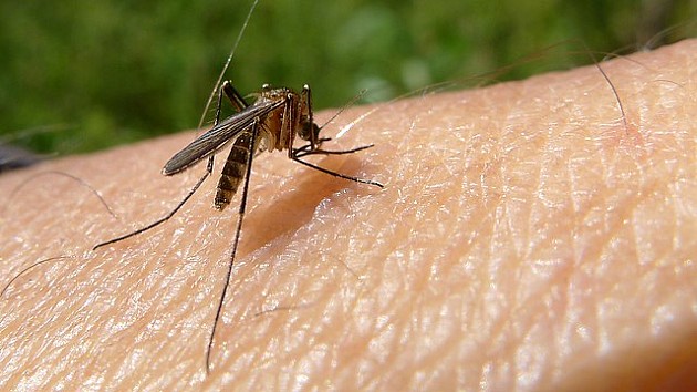 Hiperprodukcija komaraca u Novom Sadu i celom regionu