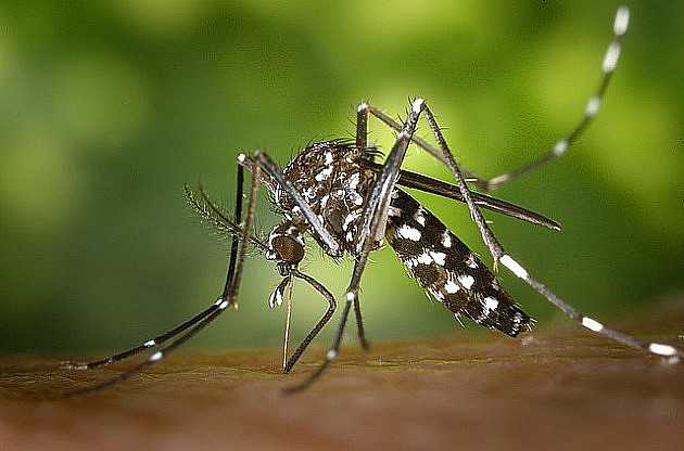  Tetirana staništa azijskog tigrastog komarca u Novom Sadu