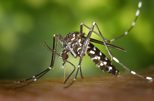 Nova metoda suzbijanja komaraca: U avgustu puštaju sterilne mužjake