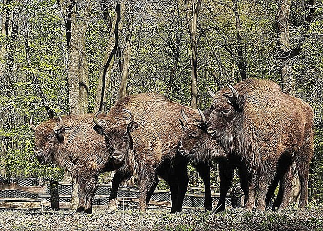 Đuka i bizonke pokušali da pobegnu iz odgajališta na Fruškoj gori