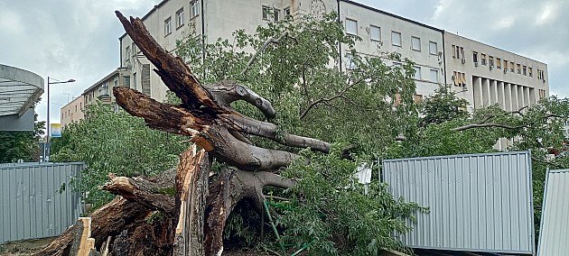 Radna grupa utvrdila: Oštećenja koprivića su velika, nije moguća revitalizacija stabla