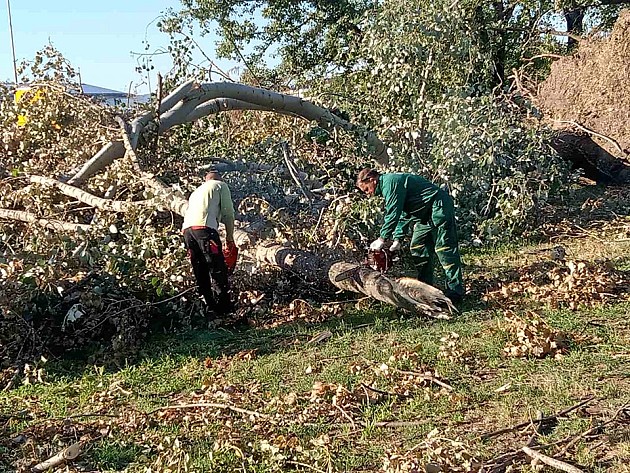 U oluji oboreno ili polomljeno 2.062 stabla, radnici i dalje otklanjaju posledice 