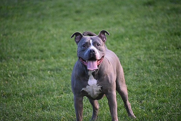 Pitbul nasmrt izujedao muškarca na Detelinari, uhapšen sin nastradalog