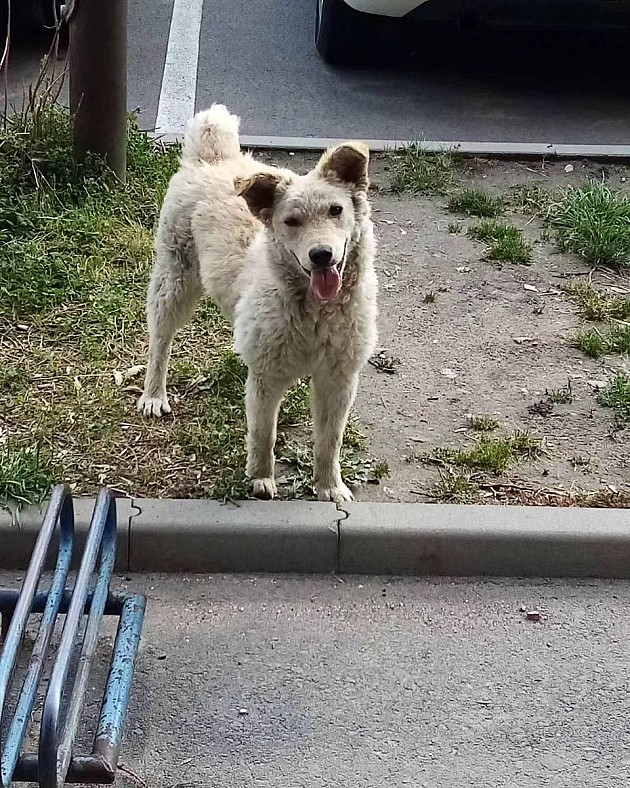 Novosadska policija postavila kućicu za pse lutalice blizu stanice