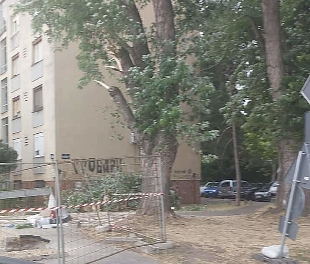 Drvo palo na ženu i dete na Detelinari