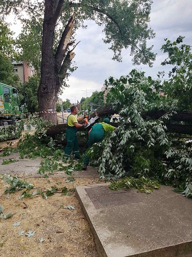 Radnici „Gradskog zelenila“ juče sanirali posledice nevremena na više od 40 lokacija