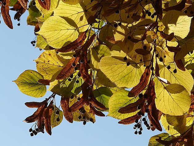 Sutra sunčano i toplo, temperatura do 33 stepena