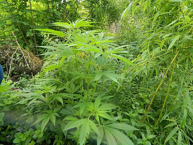 Zaplenjeno 400g heroina i 53 stabljike marihuane