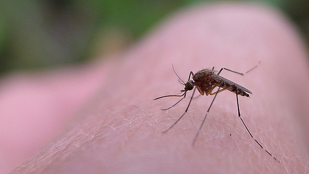 Od sledeće sedmice novi krug tretmana protiv komaraca