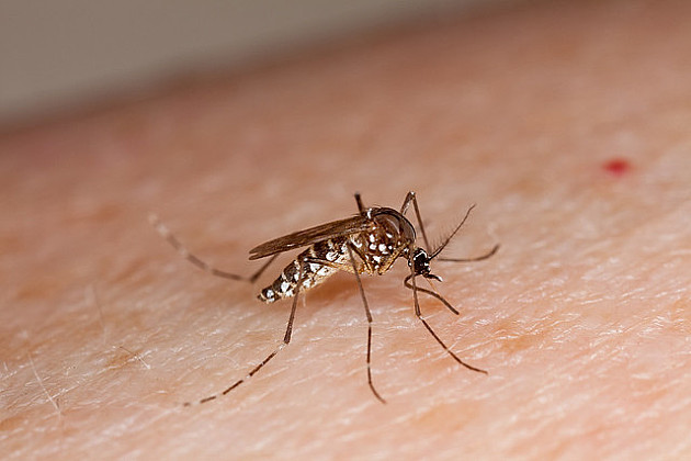 Novi tretmani protiv komaraca ponovo od subote