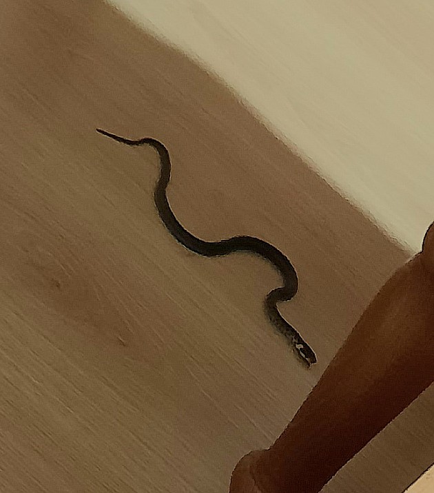 Leglo zmija u kući Begečana, ne znaju šta da rade i kome da se obrate