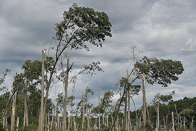 Julsko nevreme za dva dana uništilo hiljade hektara šuma, stradale i životinje