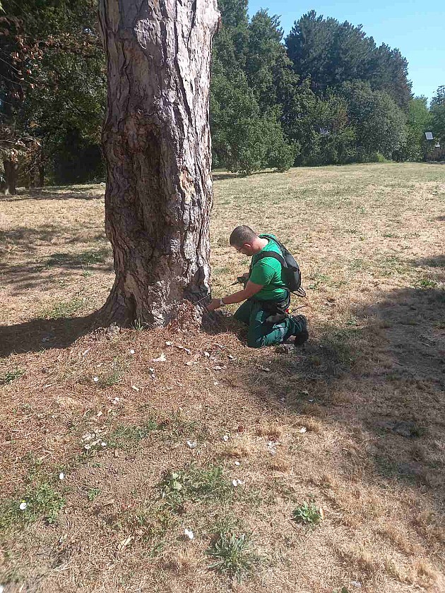 U Kameničkom parku stabla dobila zaštitne tretmane