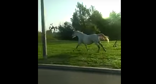 Konj trčao Bulevarom Evrope