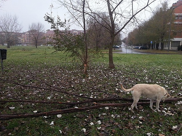 Liman, Naselje i Blok dobijaju ograđene površine za istrčavanje pasa