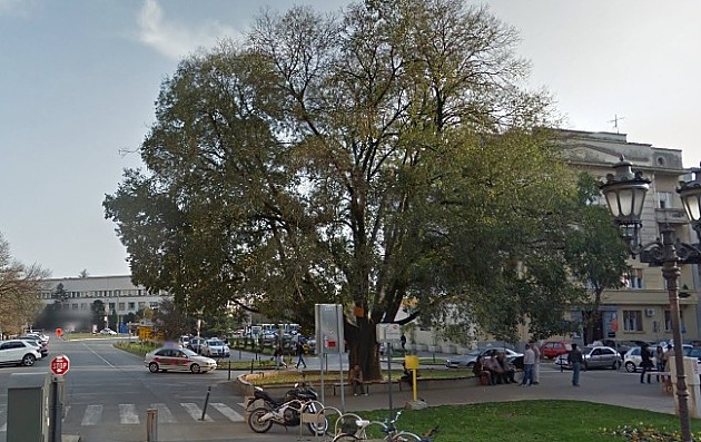 Radnici „Zelenila“ počeli zaštitu stabla koprivića u centru grada