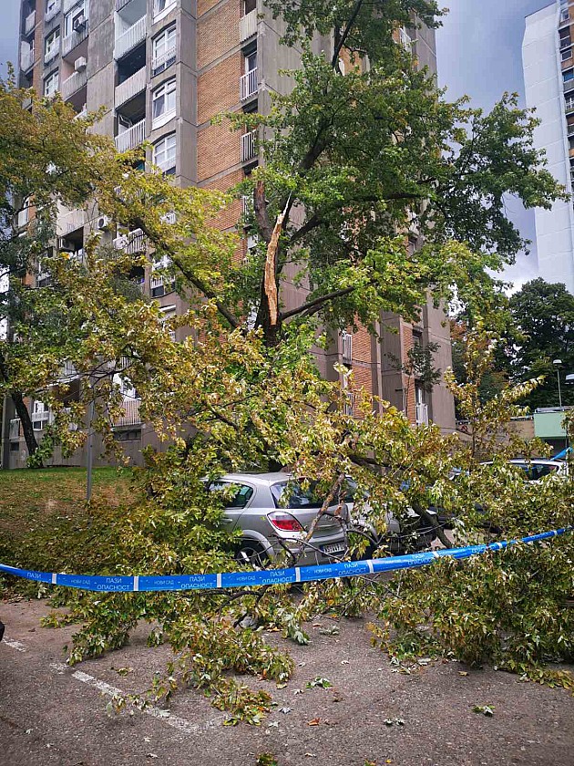 Velika grana pala na automobile na Podbari