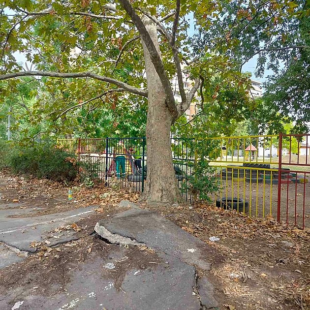 Uklanja se stablo na Bulevaru oslobođenja zbog ugrožavanja bezbednosti dece u vrtiću