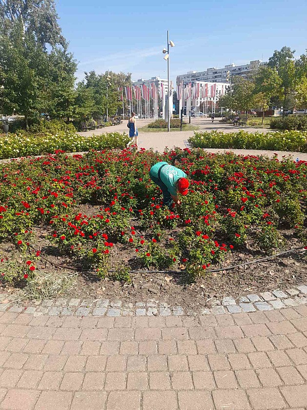 Nastavljeno svakodnevno intenzivno zalivanje, zaštita i prihranjivanje zelenila 