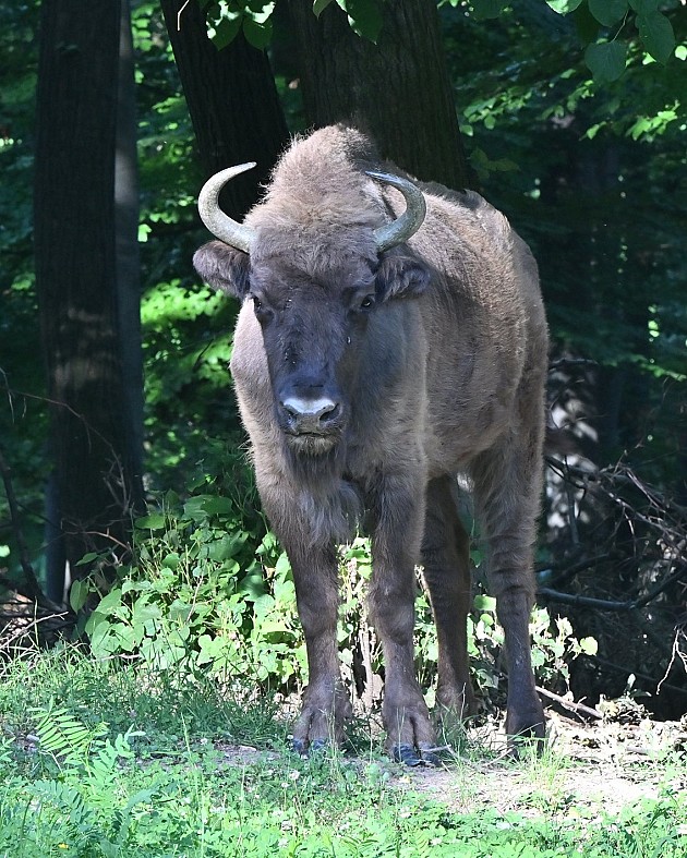 Bizon pobegao iz Nacionalnog parka Fruška gora, apel građanima da mu ne prilaze
