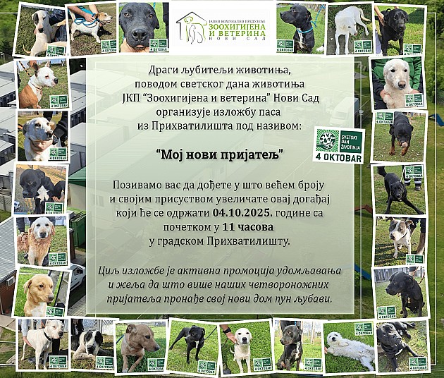 U subotu izložba pasa iz prihvatilišta „Zoohigijene“