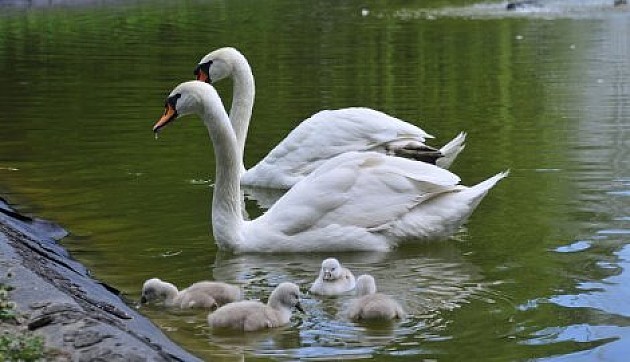Novi labudovi u Dunavski park stižu na proleće