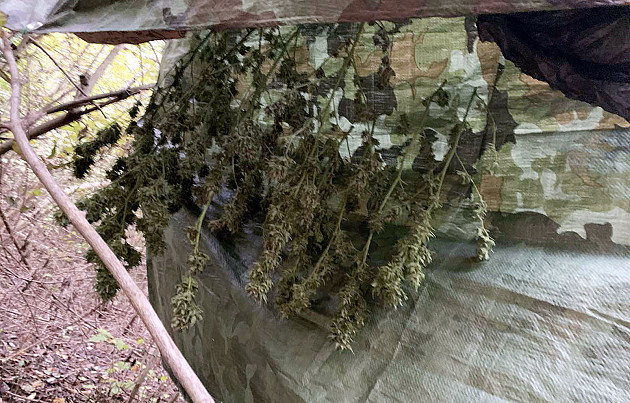 Novosađanin uzgajao marihuanu u ataru Sremskih Karlovaca