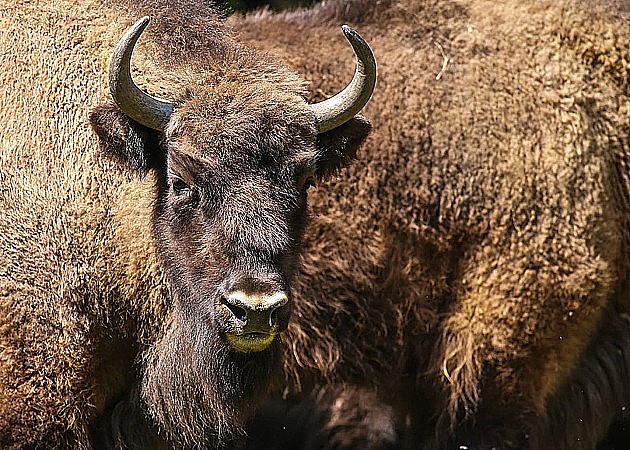 Uginuo bizon Đuka, na Fruškoj gori ostale četiri ženke 