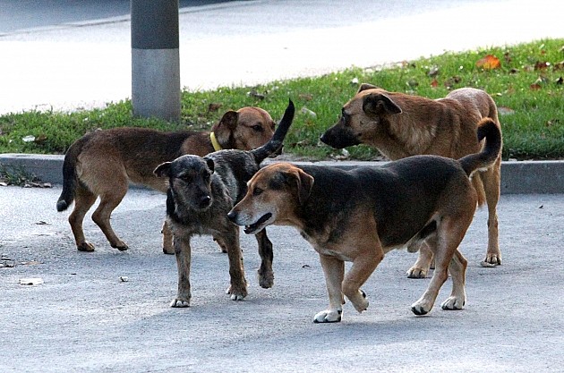 Predloženo da kampus postane "pet friendly" zona s kućicama za pse