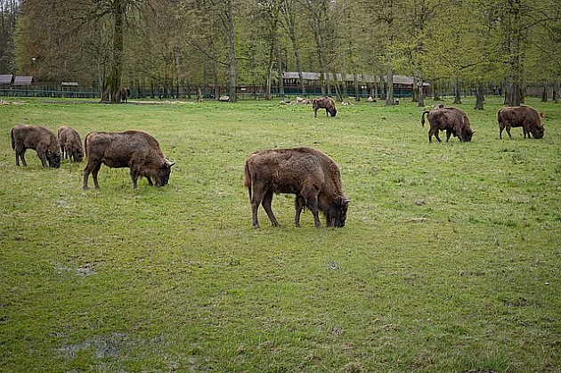 Bizoni i jeleni lopatari uskoro nadomak Novog Sada 