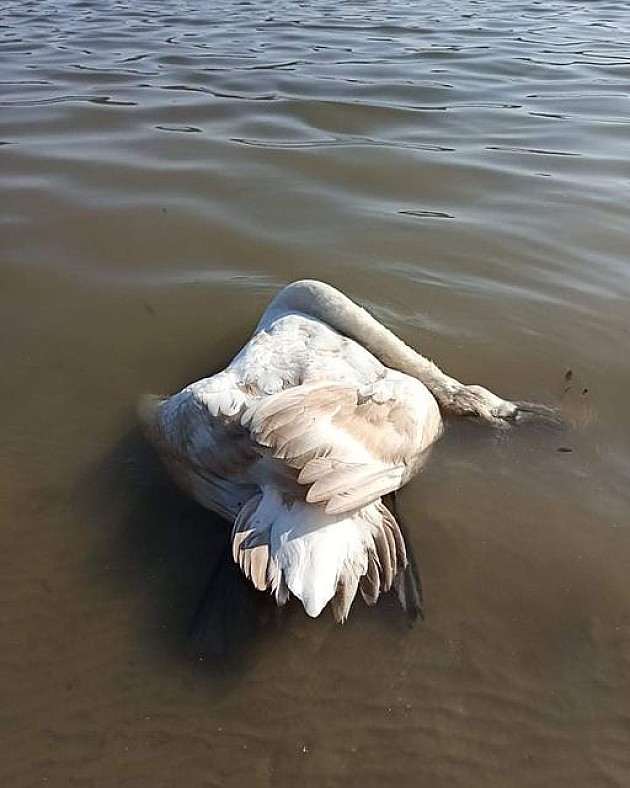 Ptičji grip otkriven kod mrtvog labuda u kanalu DTD kod Luke Novi Sad