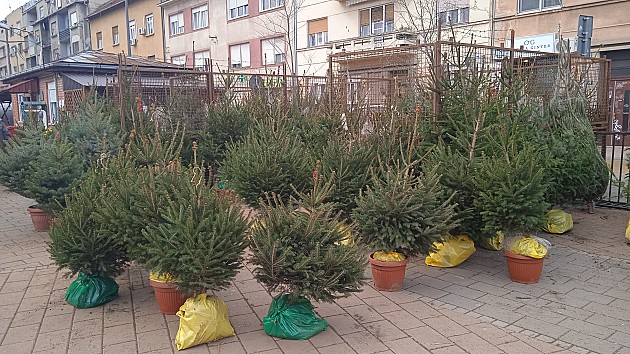 „Tržnica“ sledeće nedelje organizuje licitaciju za prodaju jelki na Ribljoj i Limanskoj pijaci