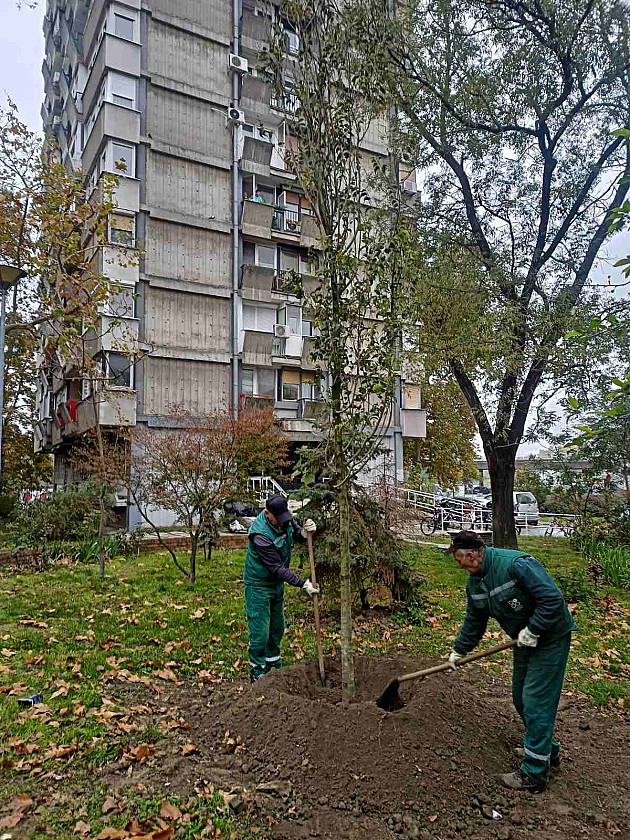 Počelo redovno ozelenjavanje grada