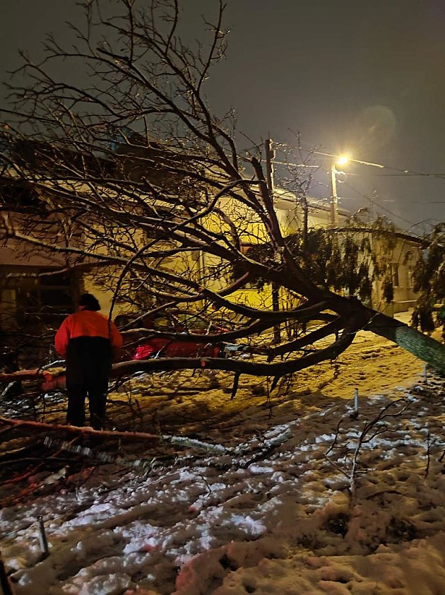Zbog puno snega polomljeno 13 stabala u Novom Sadu 