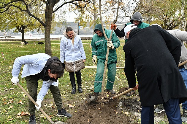 Nastavljena akcija sadnje drveća u Novom Sadu