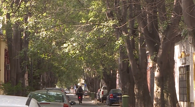 Pojedina stabala u ulici Lukijana Mušickog oštećena, biće uklonjena tri koprivića