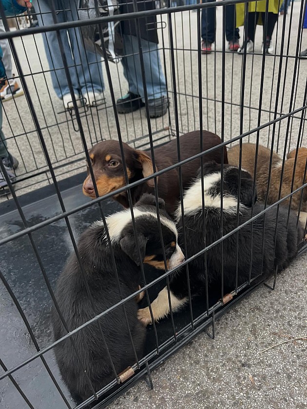 U akciji &bdquo;Udomi me&ldquo; dva psa pronašla svoj dom